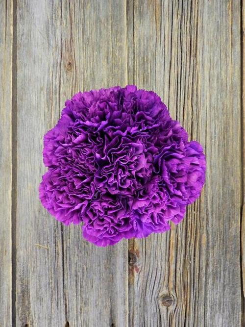 MOONSHADE PURPLE CARNATIONS